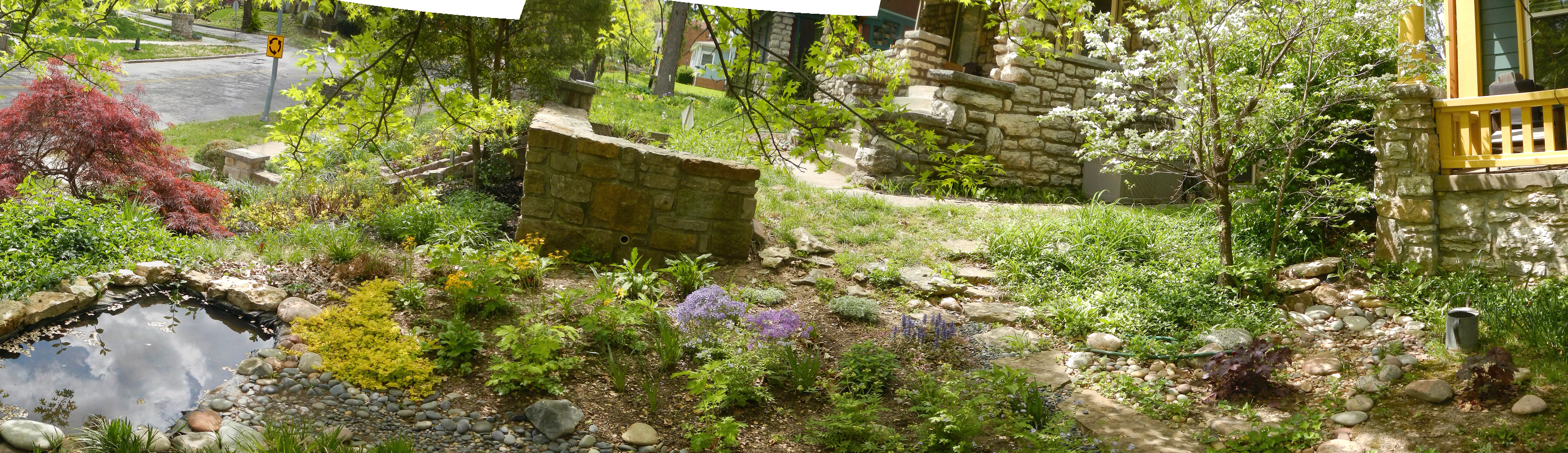Native Plants 12